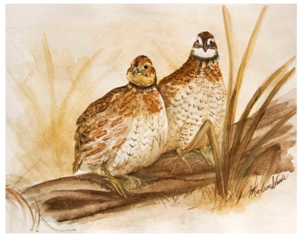 Original painting of northern Bobwhite quail in Ozark pigments.