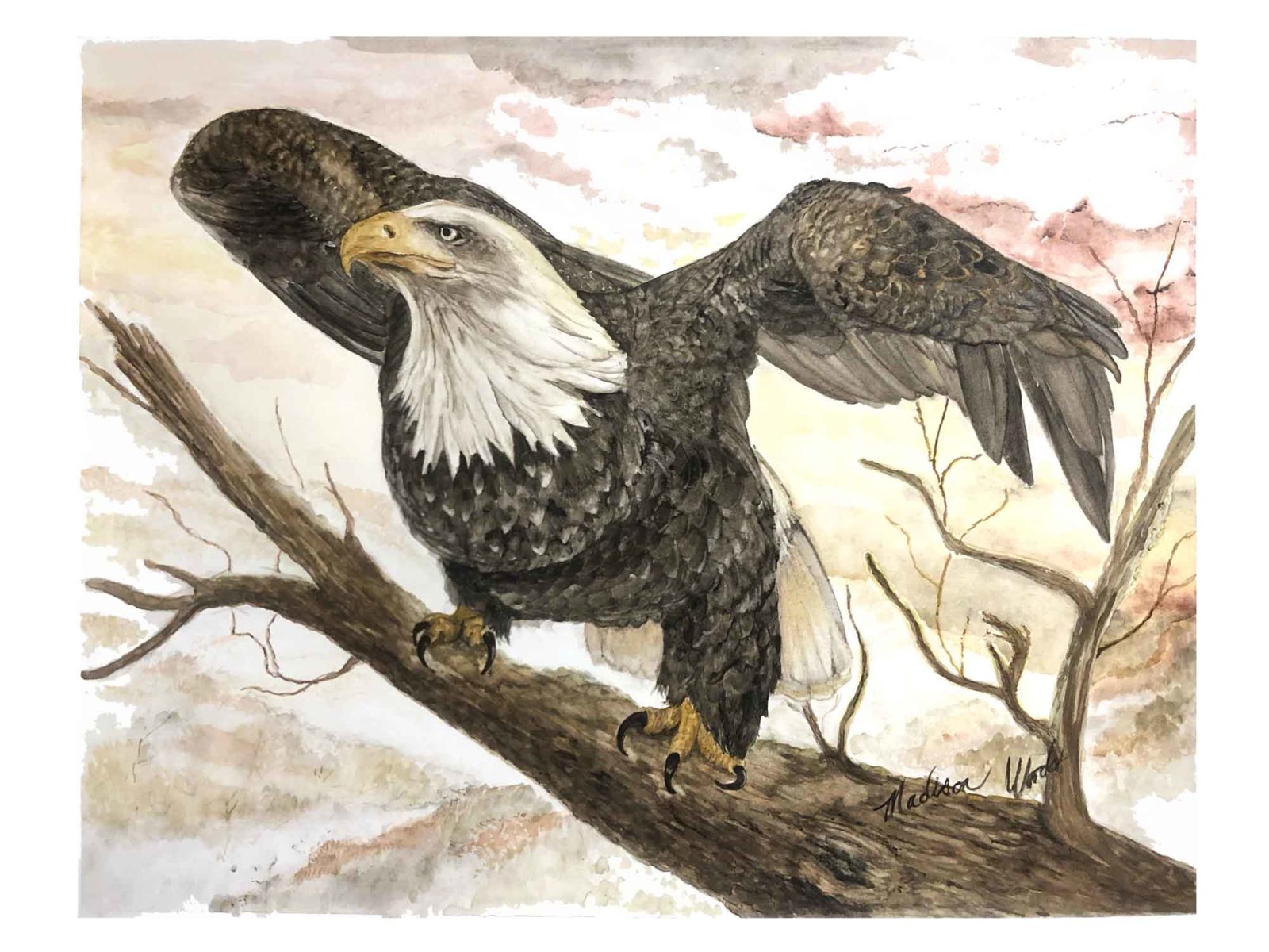 Prints of my bald eagle painting.