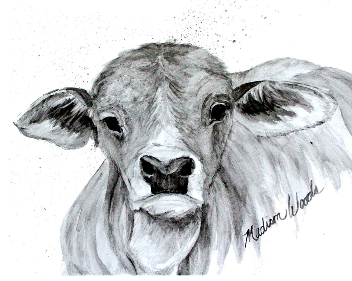 A grayscale art print of an adorable Brahman calf.