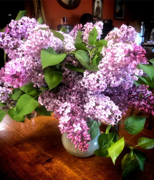 Not a native, but still one of my favorite flowers. A vase of these fragrant beauties makes being a hermit much nicer!