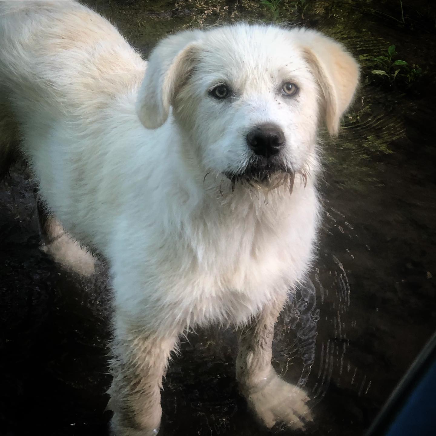 Ghost is our new farm puppy. Life is finding a happy groove finally, and I'm open for commissions since all the shows were canceled.