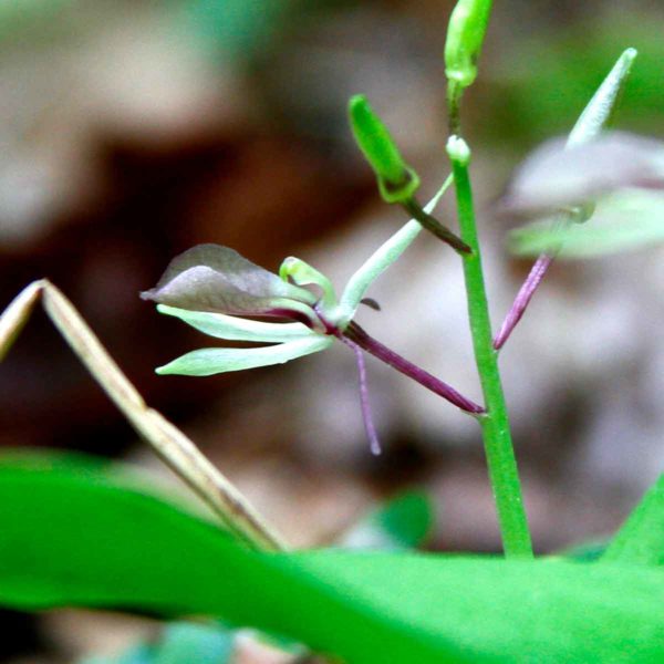 Tway-blades are on my list for the Gray-scale Orchid project.