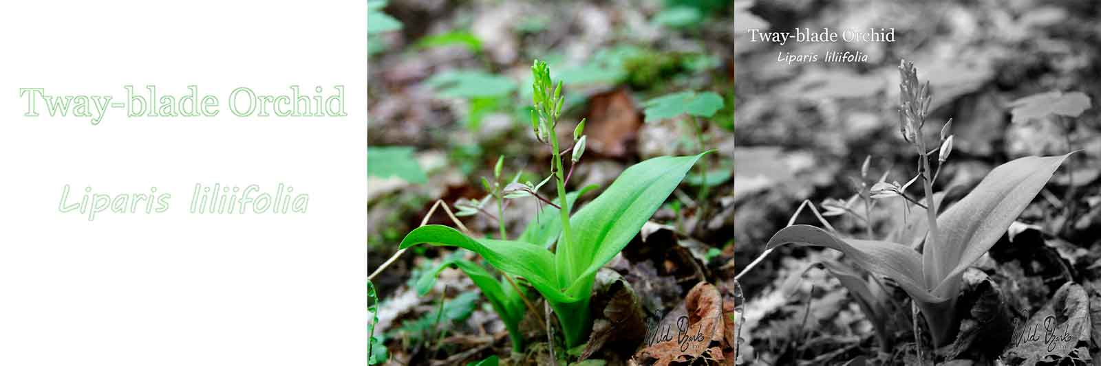 Another One for my Gray-scale Orchid Project