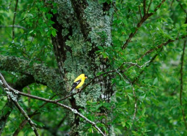 Earth colors of a different sort, a bright yellow American goldfinch.