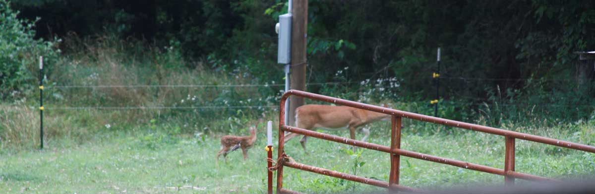 The doe and her fawn who lives out front.