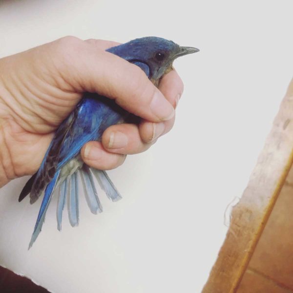 A bird in hand is worth two in the bush? I couldn't help think of that old adage when I saw this picture of the bluebird I rescued. I featured this story for one of my world watercolor month 2020 entries.