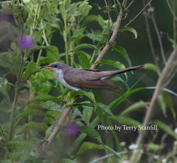 Yellow-billed cuckoo, a.k.a. 'rain crow'. Photograph by Terry Stanfill.