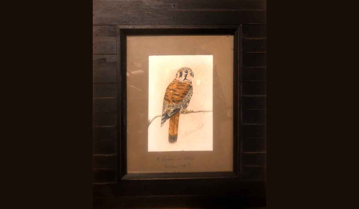 My second painting was a kestrel.