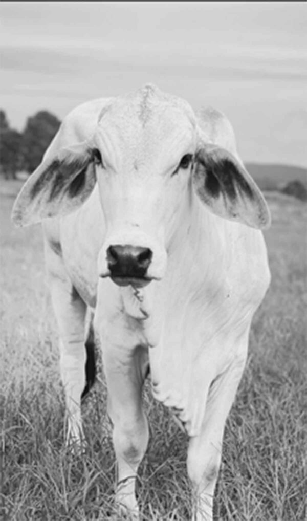 There's another brahman cow on my soon-to-paint list.