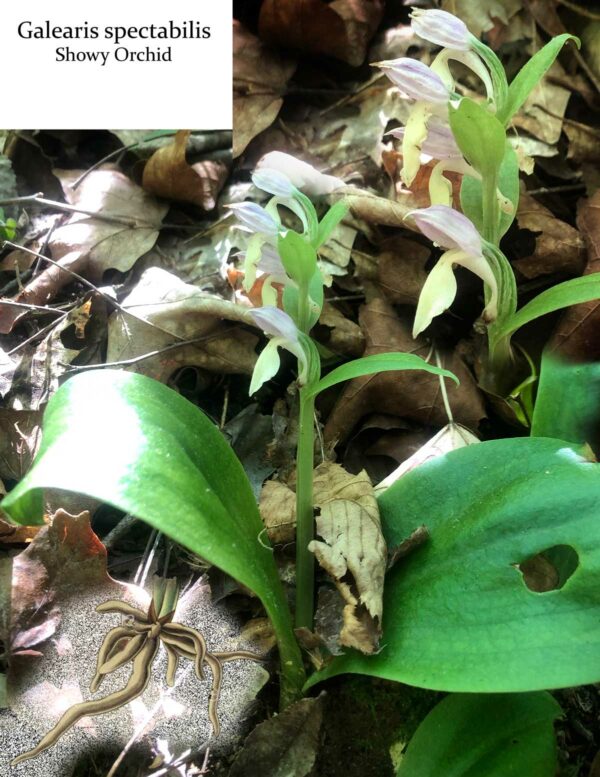 My reference photo for the showy orchid I'm painting.