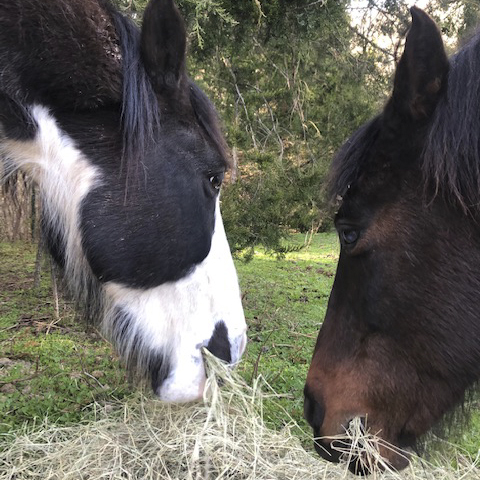 The horses eating hay. They would prefer the nice early spring grass, though.
