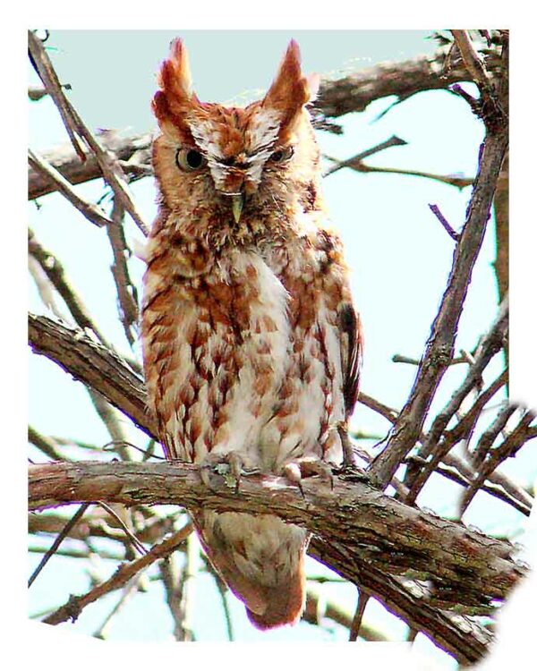 One of the screech owl fledglings down at the gate a few years ago. Image shown to my my monthly newsletter subscribers to show what's next on the easel :D