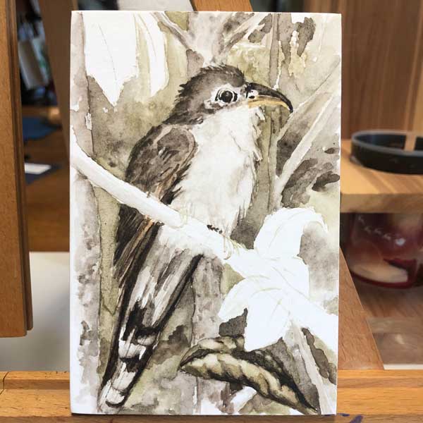 Almost done with the yellow-billed cuckoo.