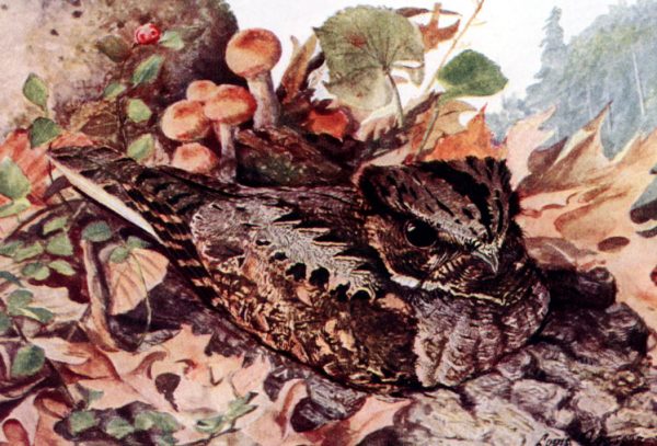 A whippoorwill painting 