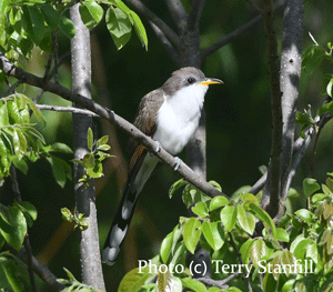 A photo of the yellow-billed cuckoo by Terry Stanfill. This is the reference I'm using for my painting.