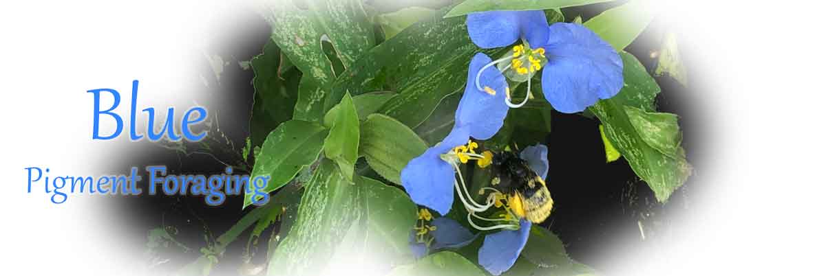 Pigment foraging for the wild blue lightfast color in the Ozarks.