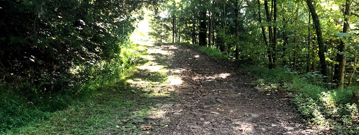 Dealing with encroachment by nature on our driveway.