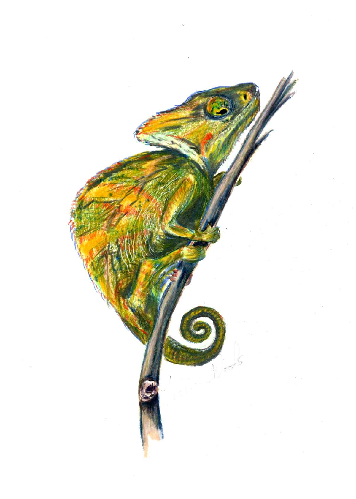 A pet portrait of a chameleon.