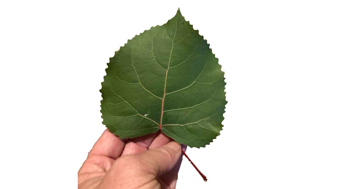 Possibly a cottonwood tree leaf.