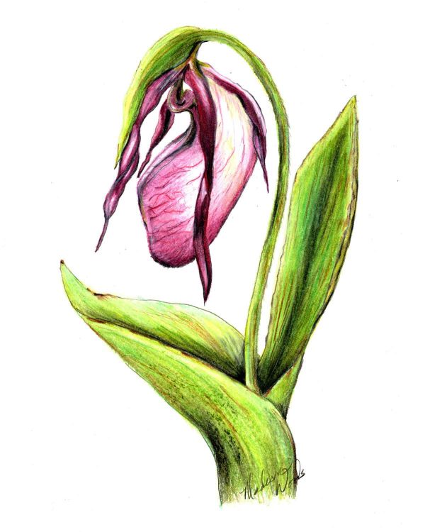 Pink Lady's Slipper orchid in pencil by Madison Woods.
