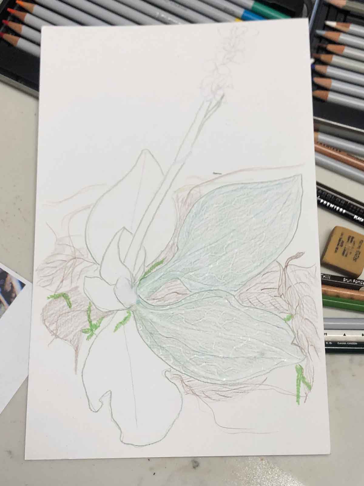 outline and initial color for my rattlesnake plantain drawing