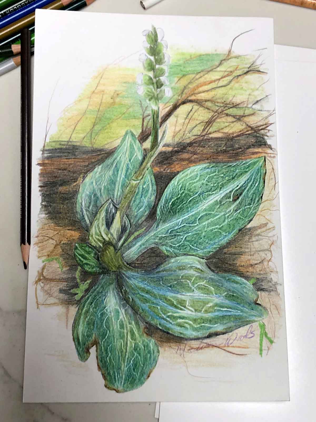 all done with the rattlesnake plantain
