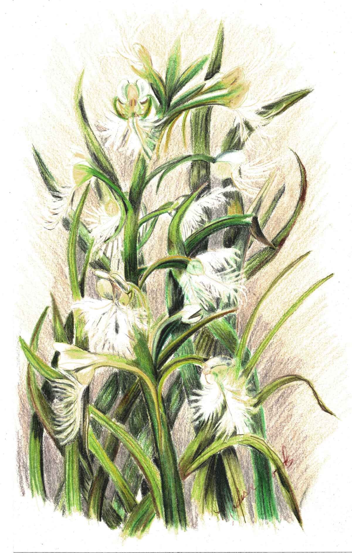 This rare Eastern Prairie Fringed orchid is part of my NFT Orchid collection at Openseas.io.