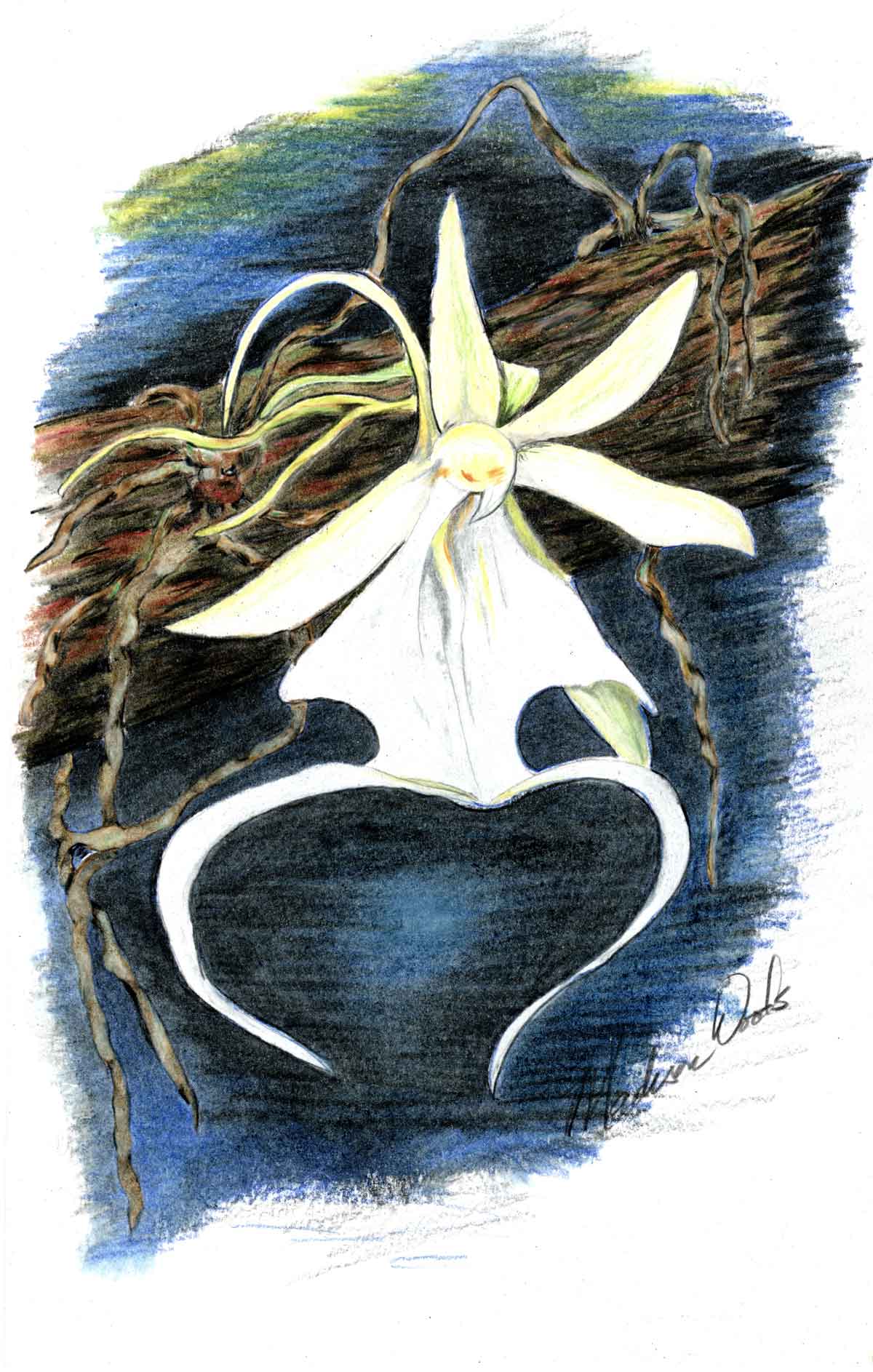 Ghost orchid drawing by Madison Woods.