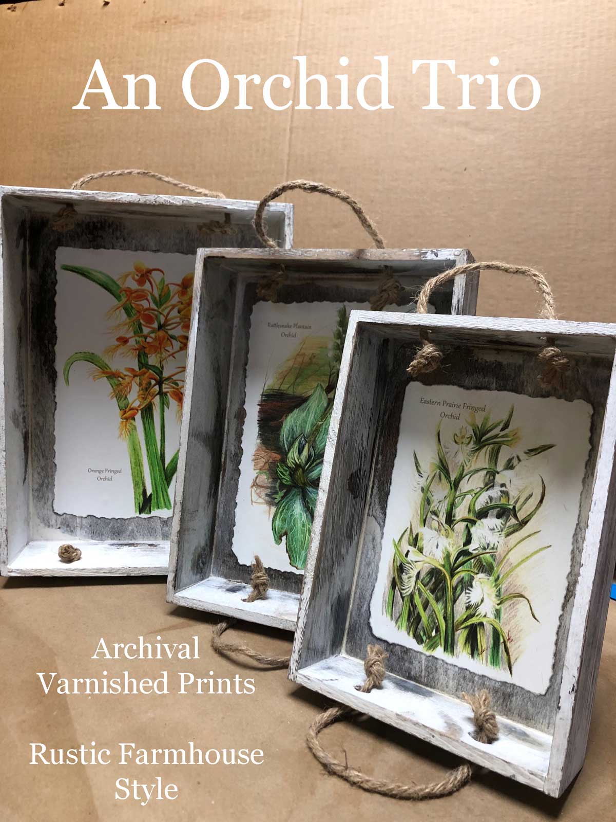 Framed and varnished prints of orchid drawings by Madison Woods.