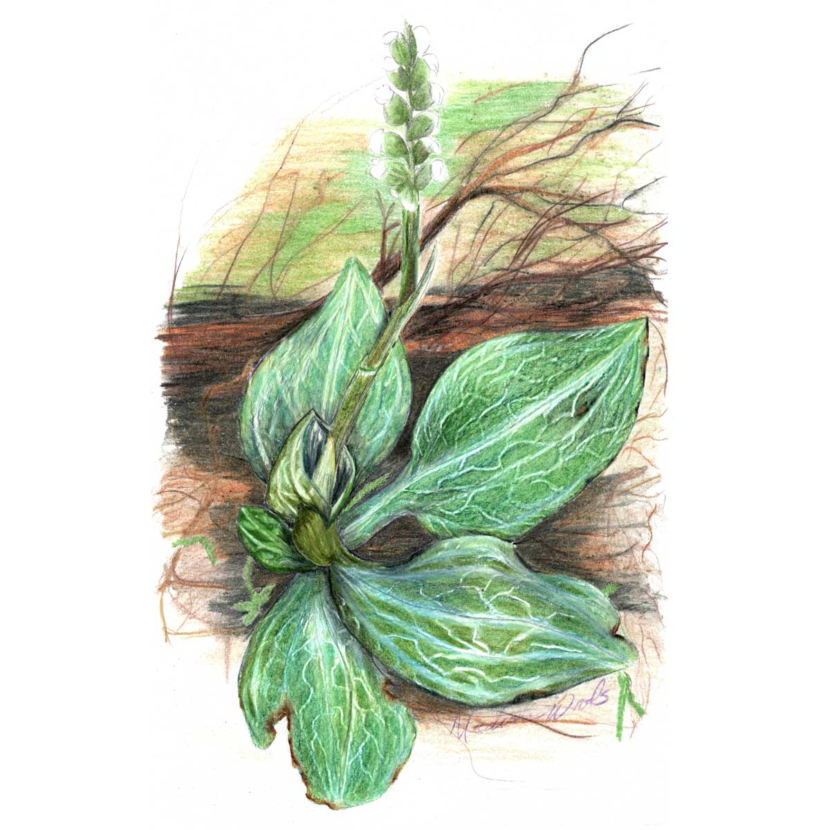 My drawing of this Rattlesnake plantain is available in my NFT Orchid Collection at Openseas.io. Real prints and the original are also available.