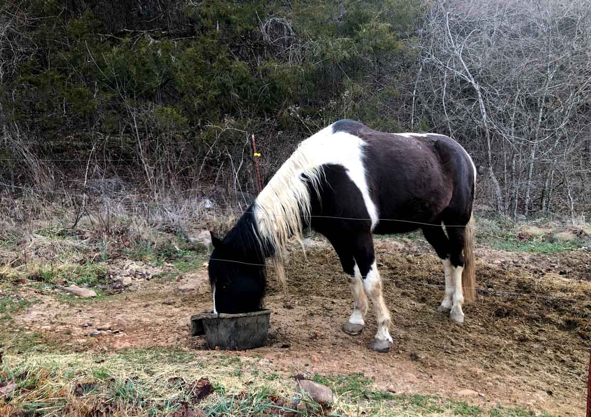 My horse, Chichi, having breakfast. He's half MO Foxtrotter and half Spotted Saddlehorse.