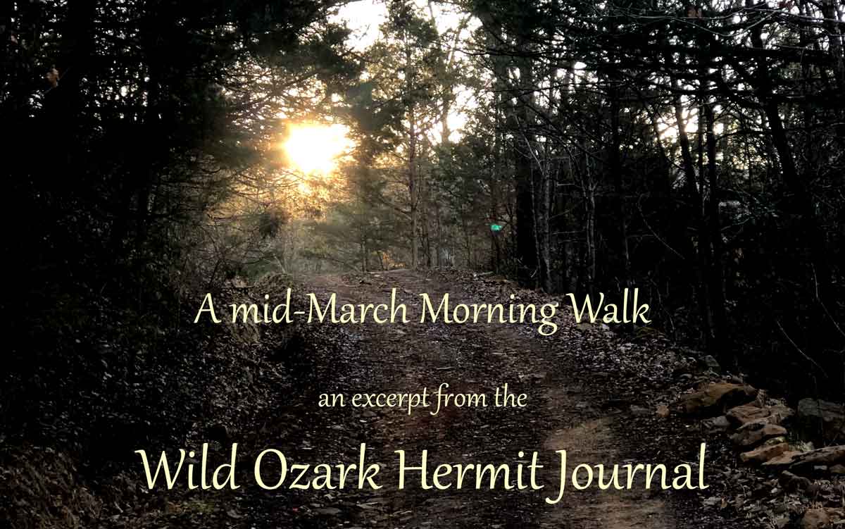 Hermit Journal | Early on a March Morning