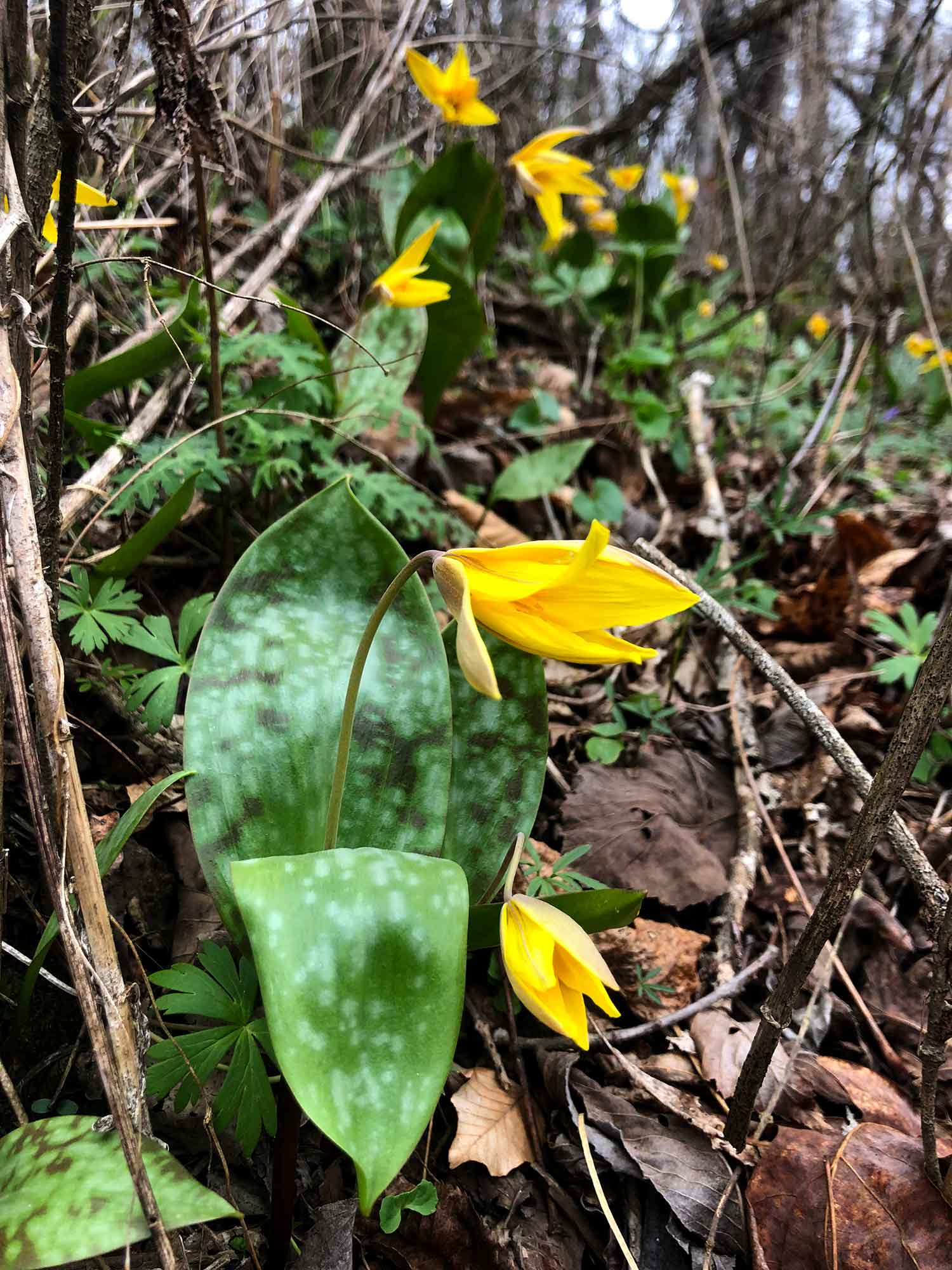 Yellow Trout Lilies