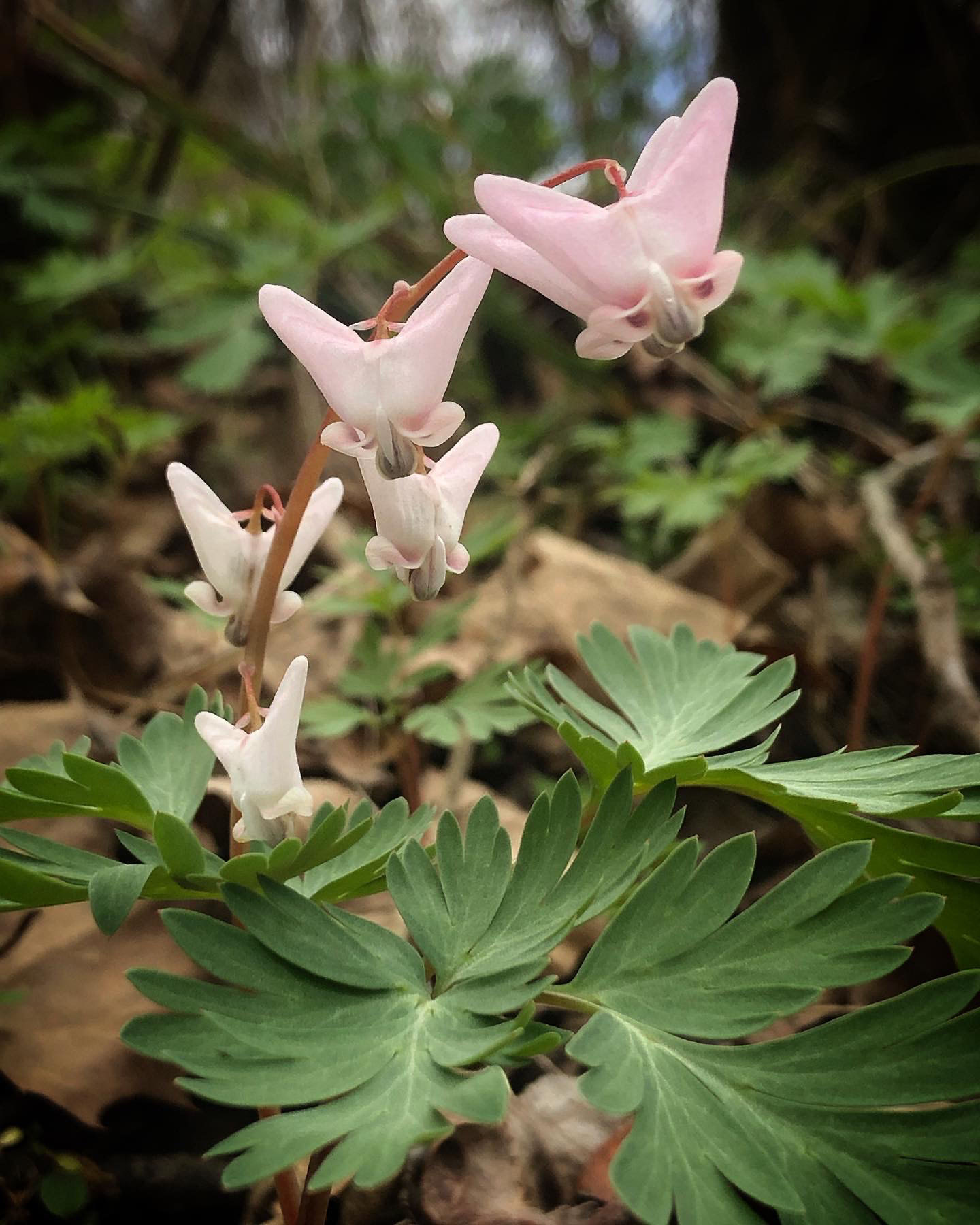 A photo of Dutchmen's Breeches, one of my favorite early spring wildflowers. It's pleasant work to take their photos.