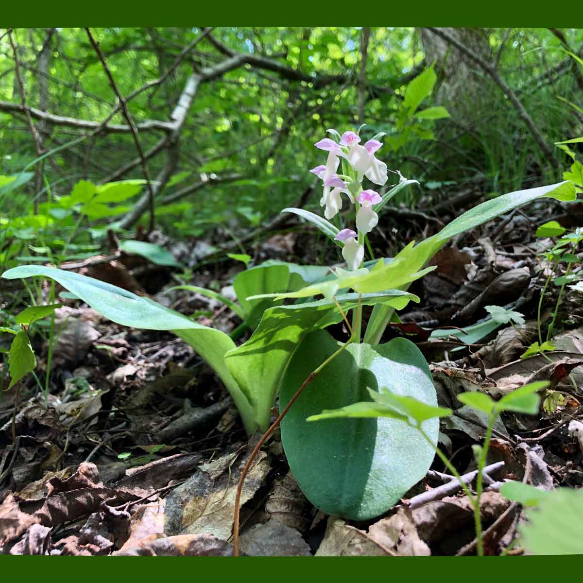 Showy orchids are one of my favorite wild Ozark orchids.