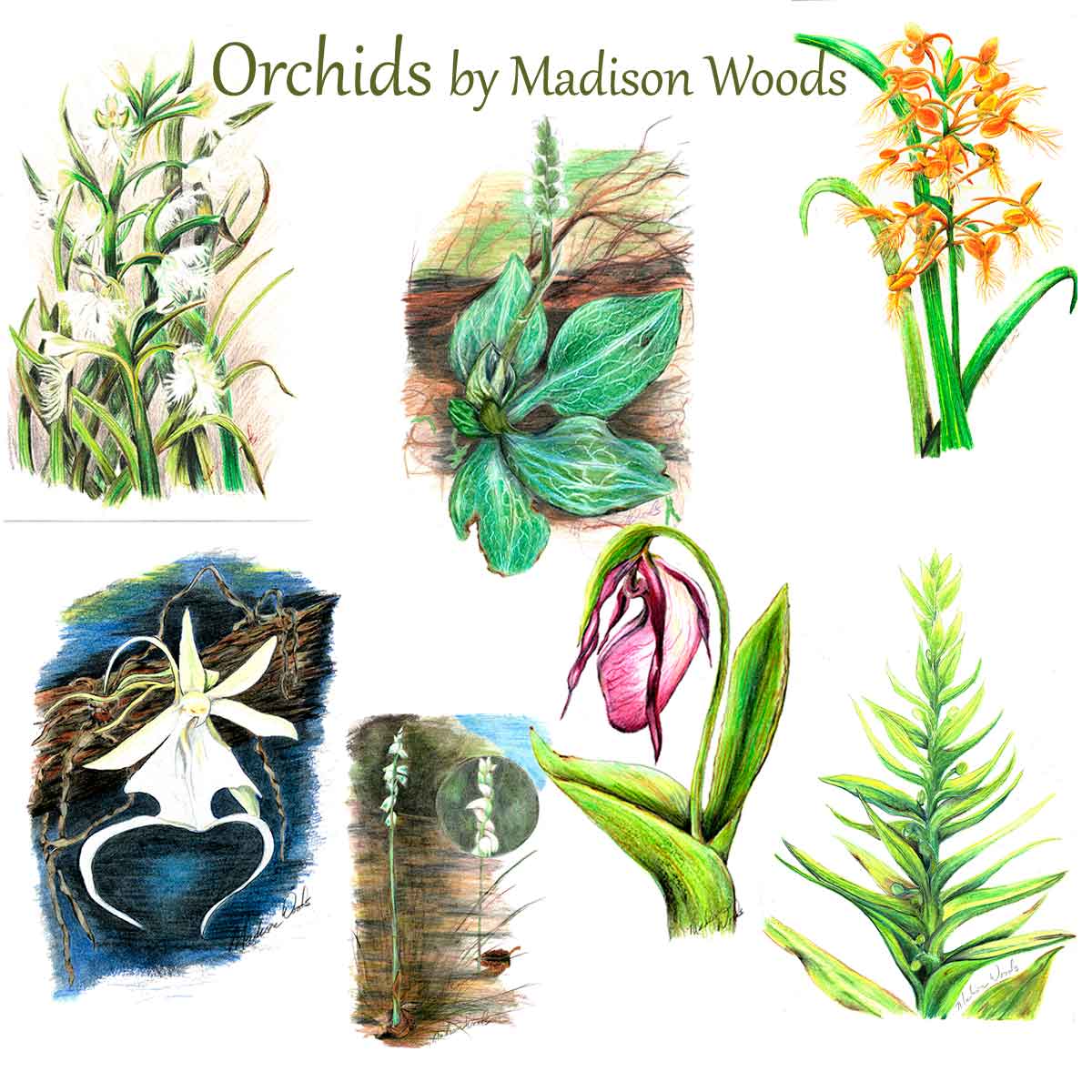 A collection of orchid drawings by Madison Woods.
