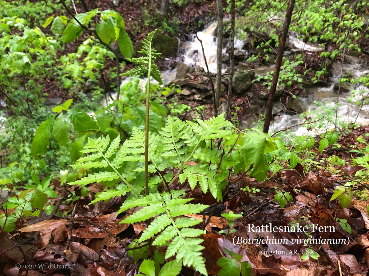 Rattlesnake fern with the gully waterfall behind.