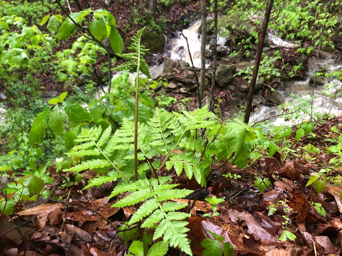 You can see the waterfall in the background behind this rattlesnake fern.