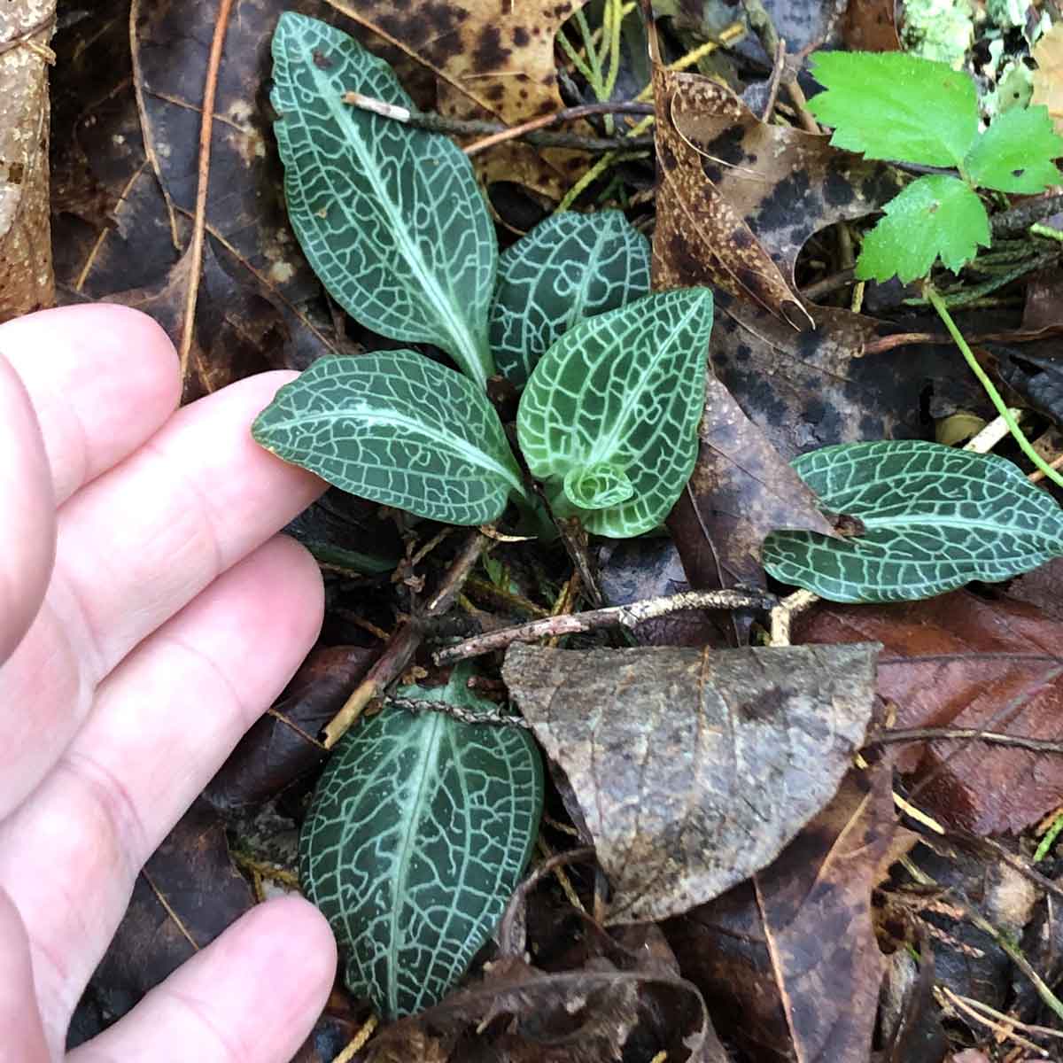 Rattlesnake plantain are another of my favorite Wild Ozark orchids.