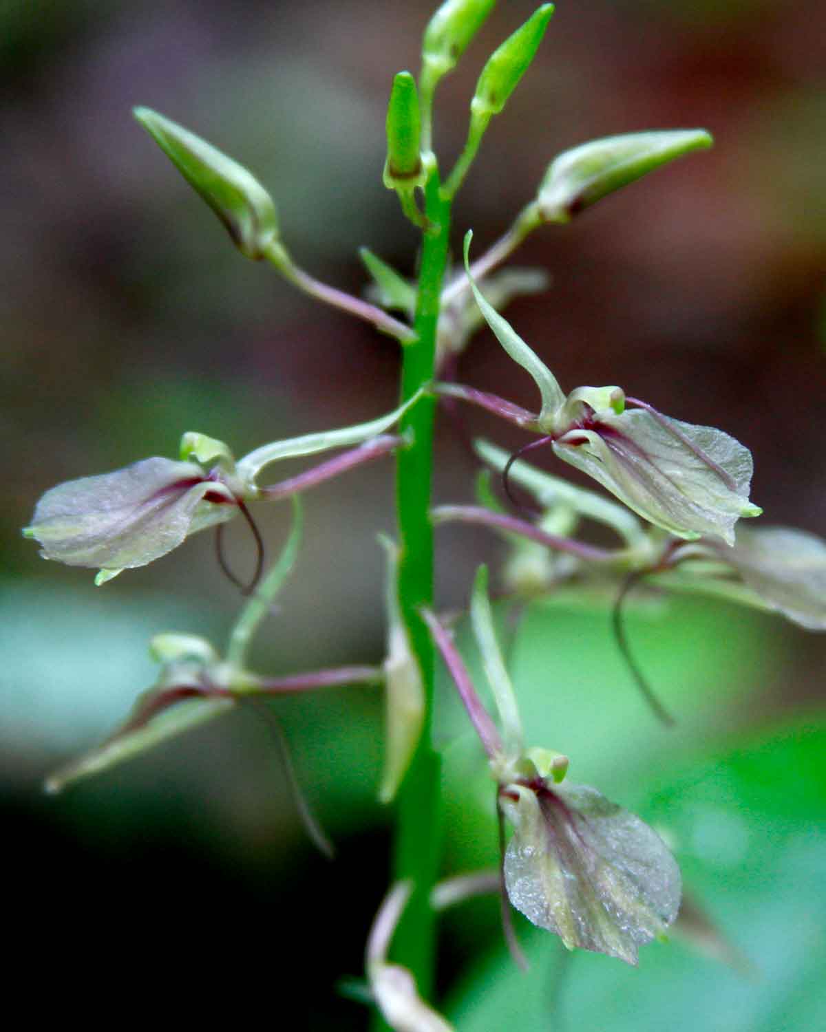 The Twayblade flowers may not be showy, but they're interesting little wild Ozark orchids.