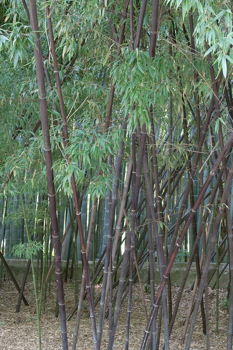 Black bamboo similar to the Blue Henon bamboo that I planted.