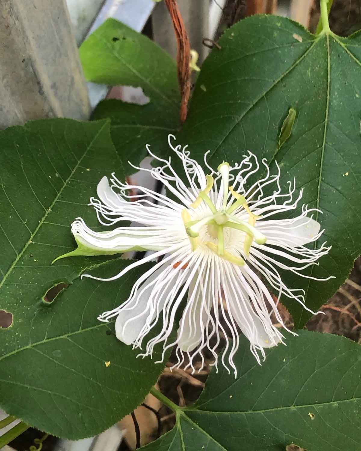 The flowers on my passionflower vine were white this year for some reason.