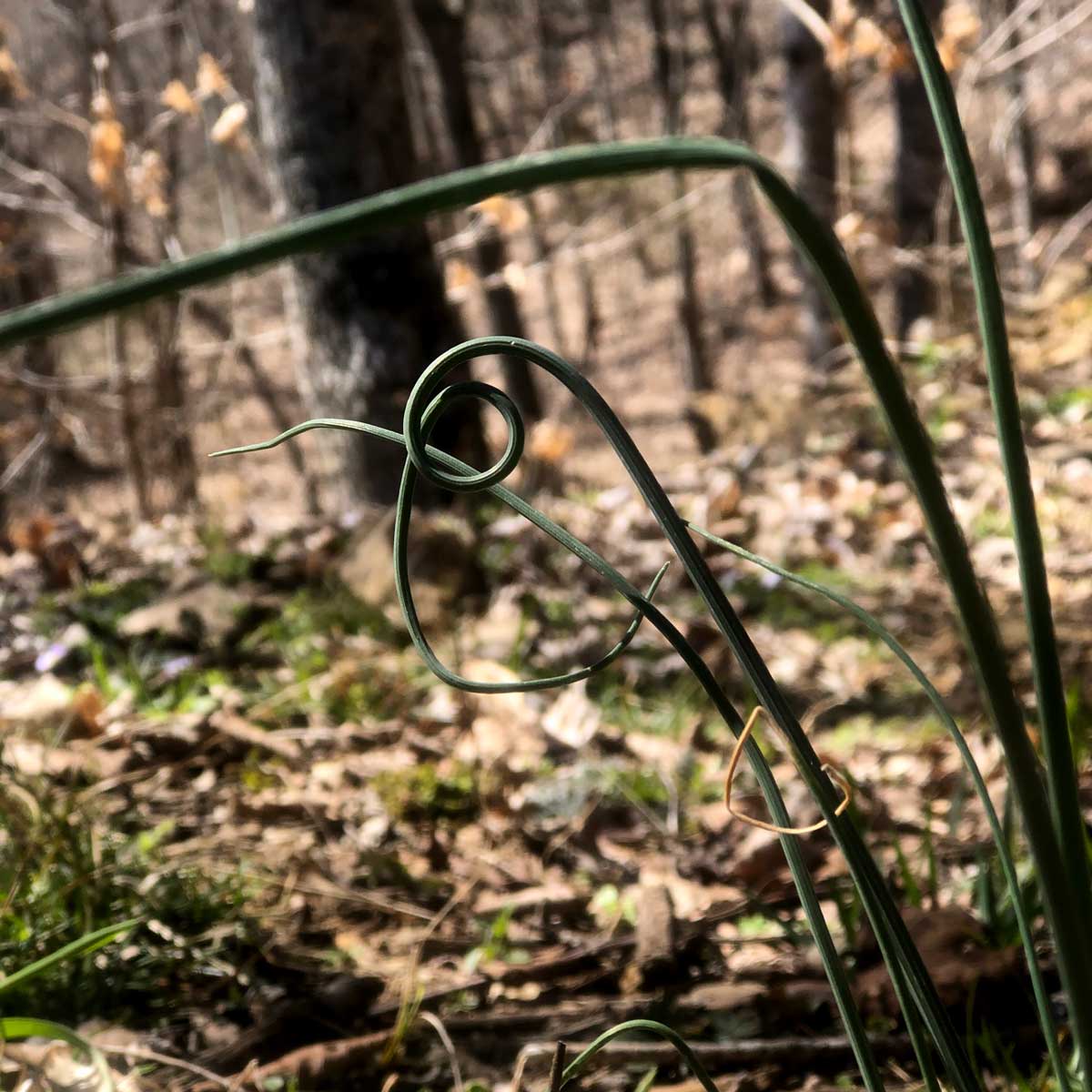 A spiral curly-q on a wild onion unfurling.