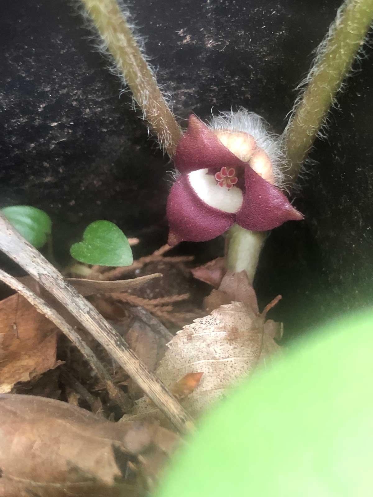 Wild ginger flower blossom.