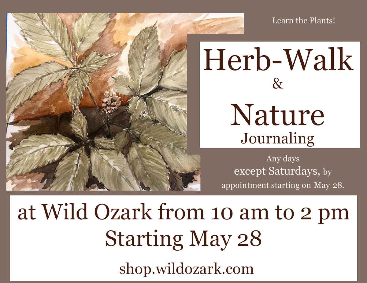 Join a plant walk with Madison Woods at Wild Ozark.