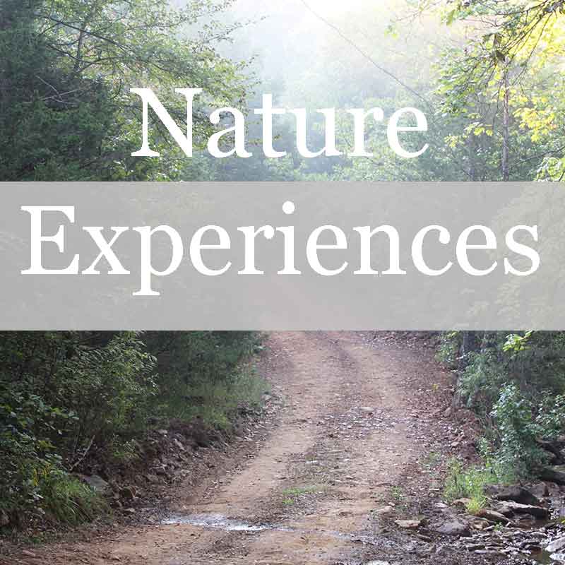 Nature experiences at Wild Ozark include herb-walks, slow dirt road tours, and nature journaling.