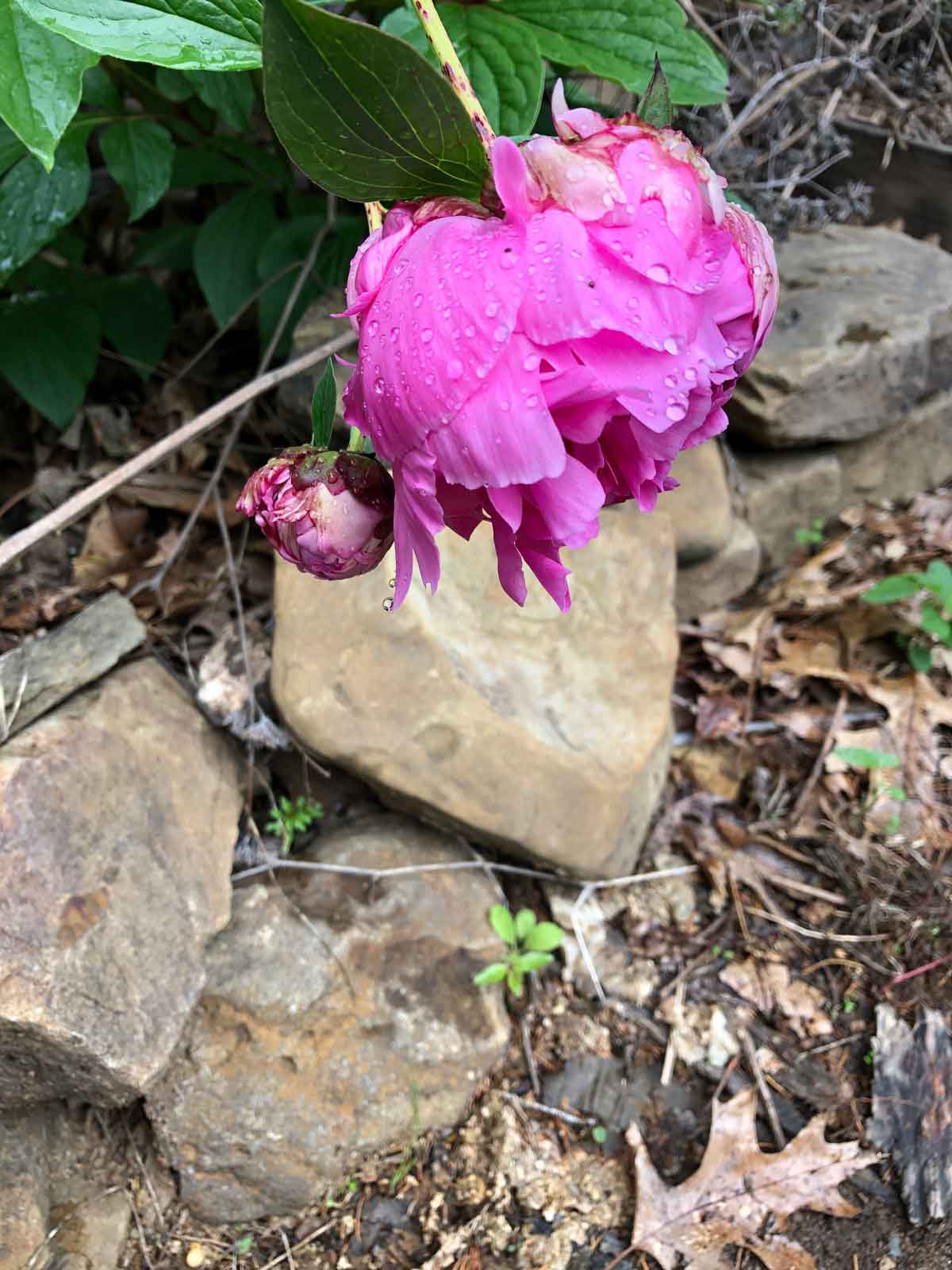 As an Ozark nature artist, I love beautiful gardens. This peony helps to create some colorful beauty, for sure!