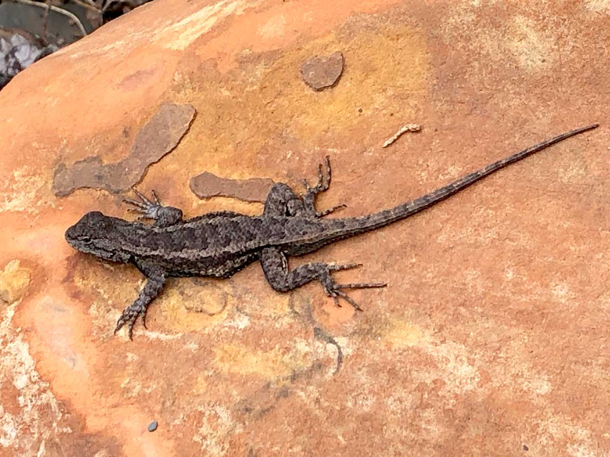 A western fence lizard on a sandstone in the garden of an Ozark nature artist.