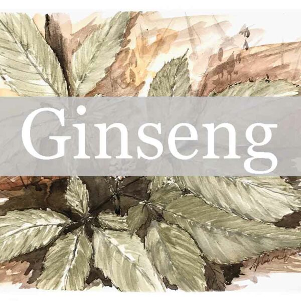 The link icon for my ginseng website, for the Wild Ozark Ginseng Nursery.