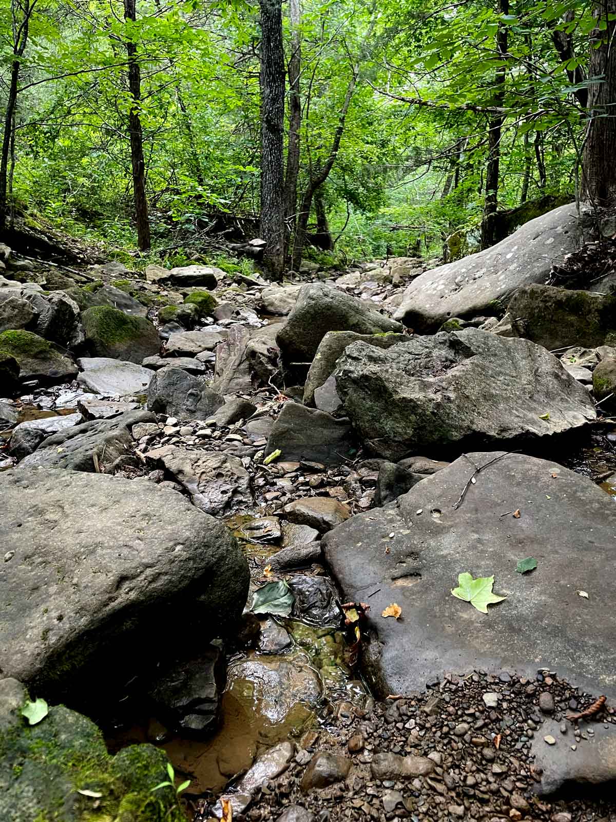 Our almost dry creek. During the sultry days of July, when the rain crow calls close to the house, I can feel the changing of the seasons underway.